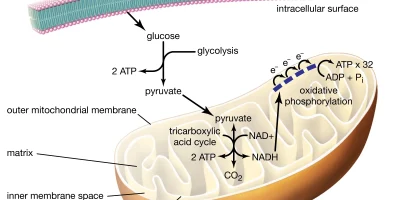 mitochondria atp